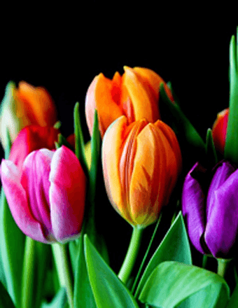 Harriet Mae Johnson Obituary