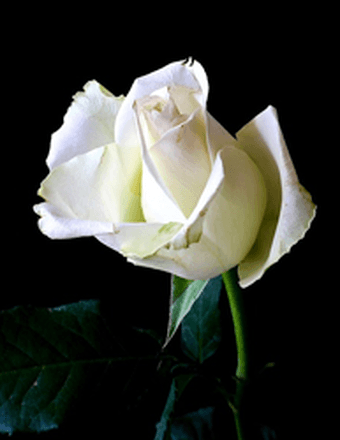 Valerie Dee MacDonald Obituary