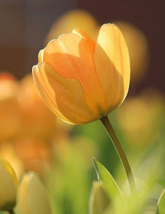 Elizabeth (Cookie) A. Steiner Obituary