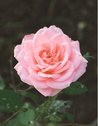 Elsie Rose Pierce Obituary